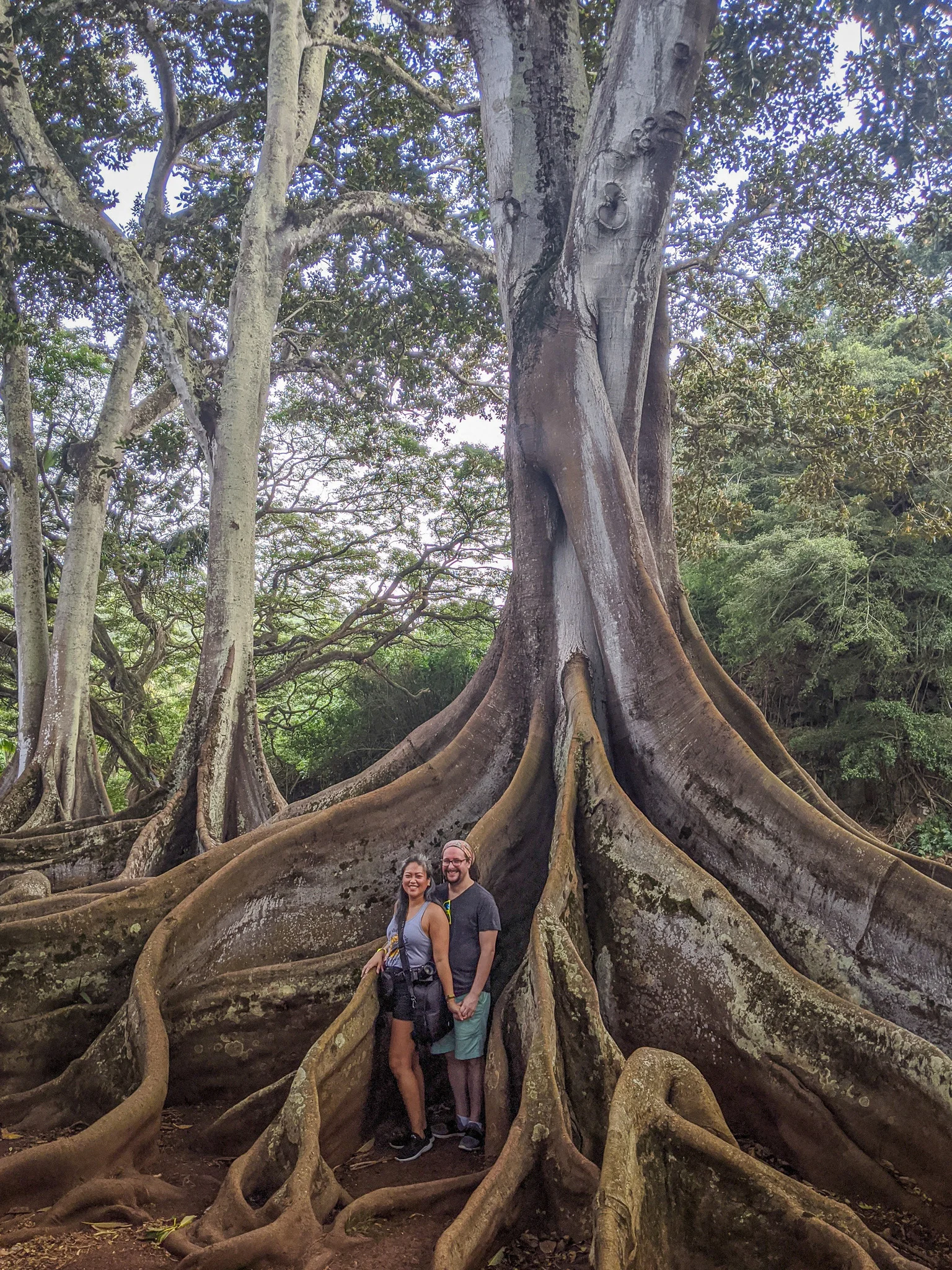 Moreton Bay Fig Jurassic Park Trees in Allerton Gardens Kauai Hawaii