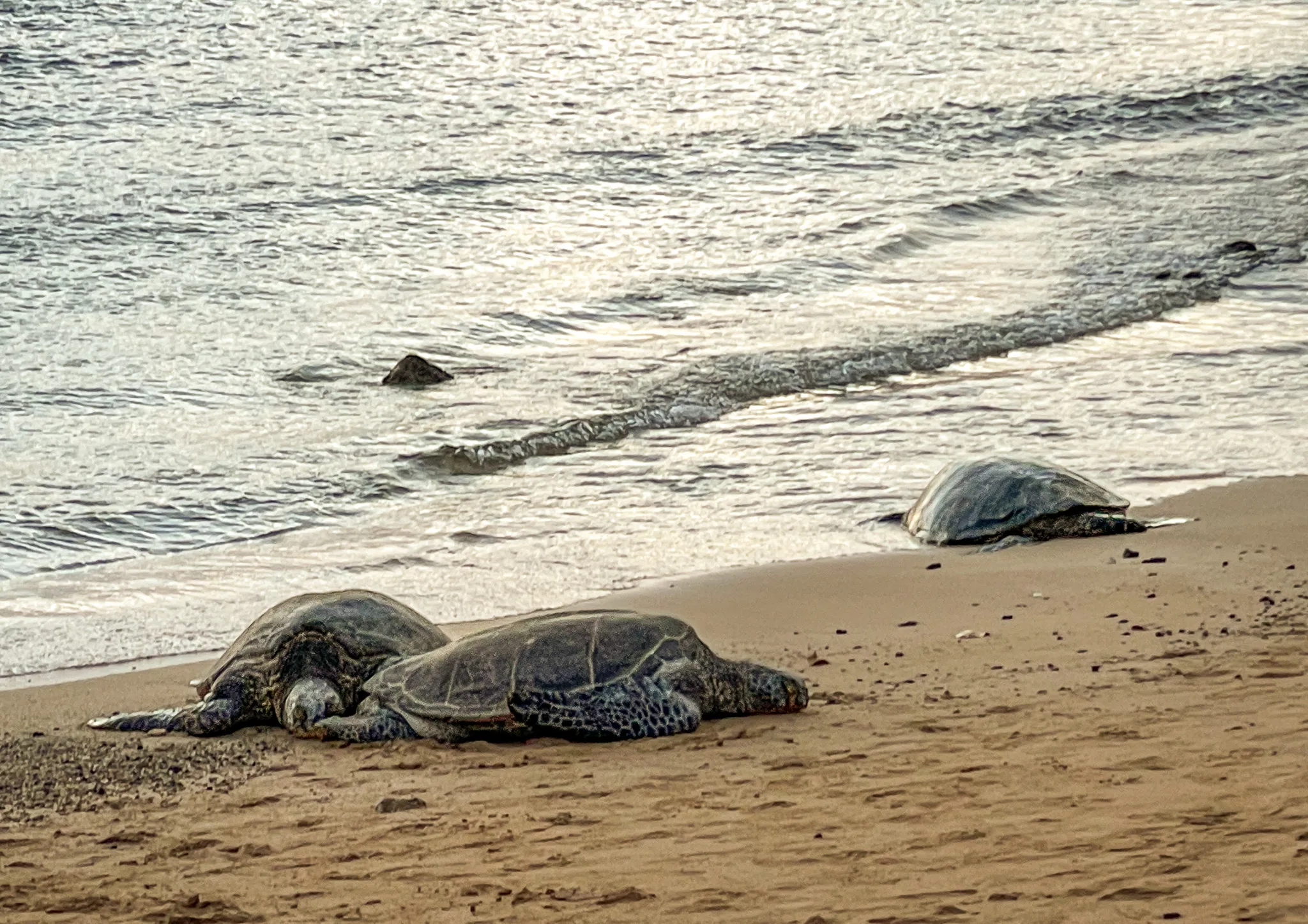sea turtles on Poipu Beach Kauai Hawaii