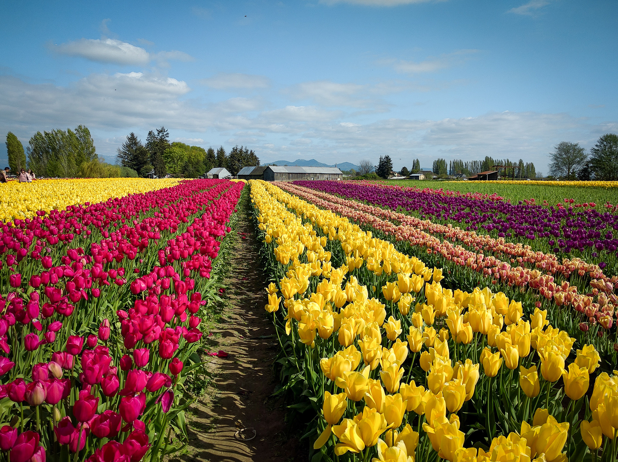 Tulip Festival Skagit Valley