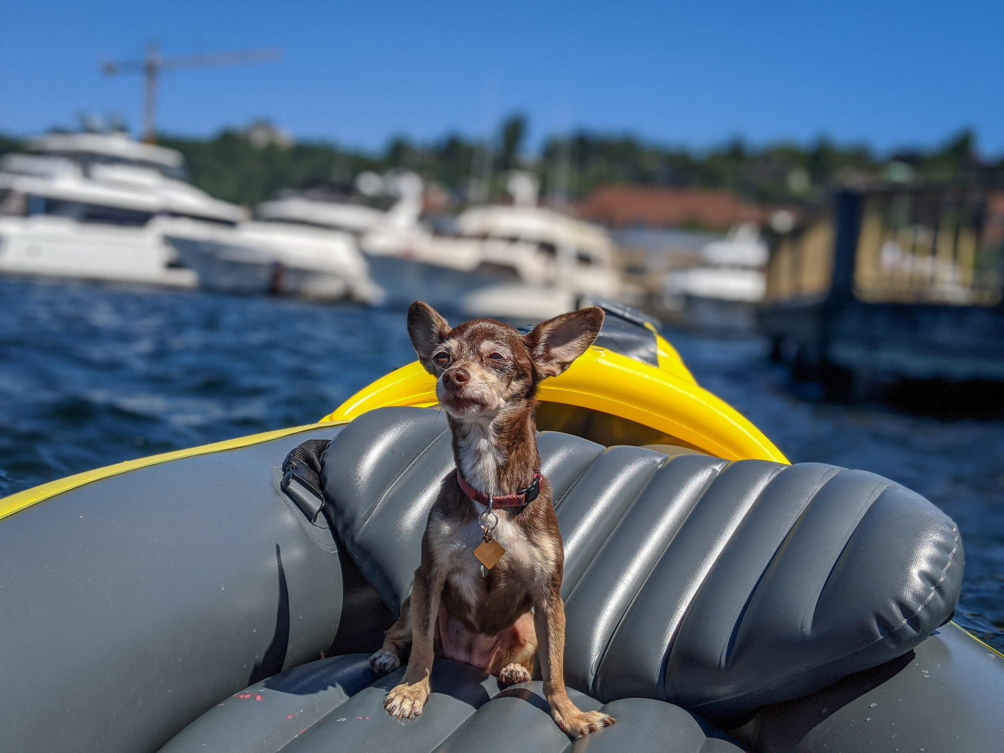 Bebot on inflatable kayak on lake union