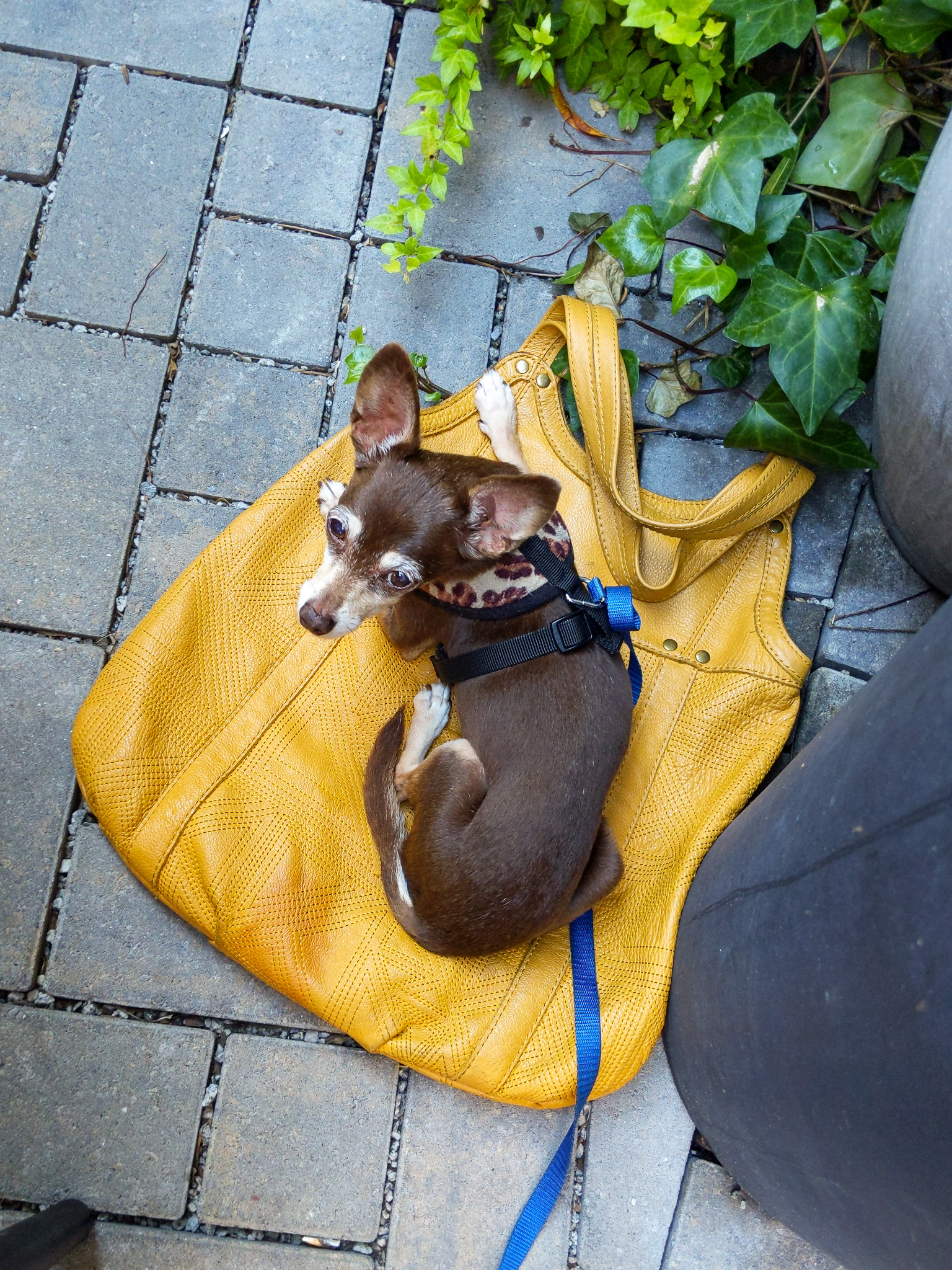 bebot on a yellow tote bag in Charleston South Carolina