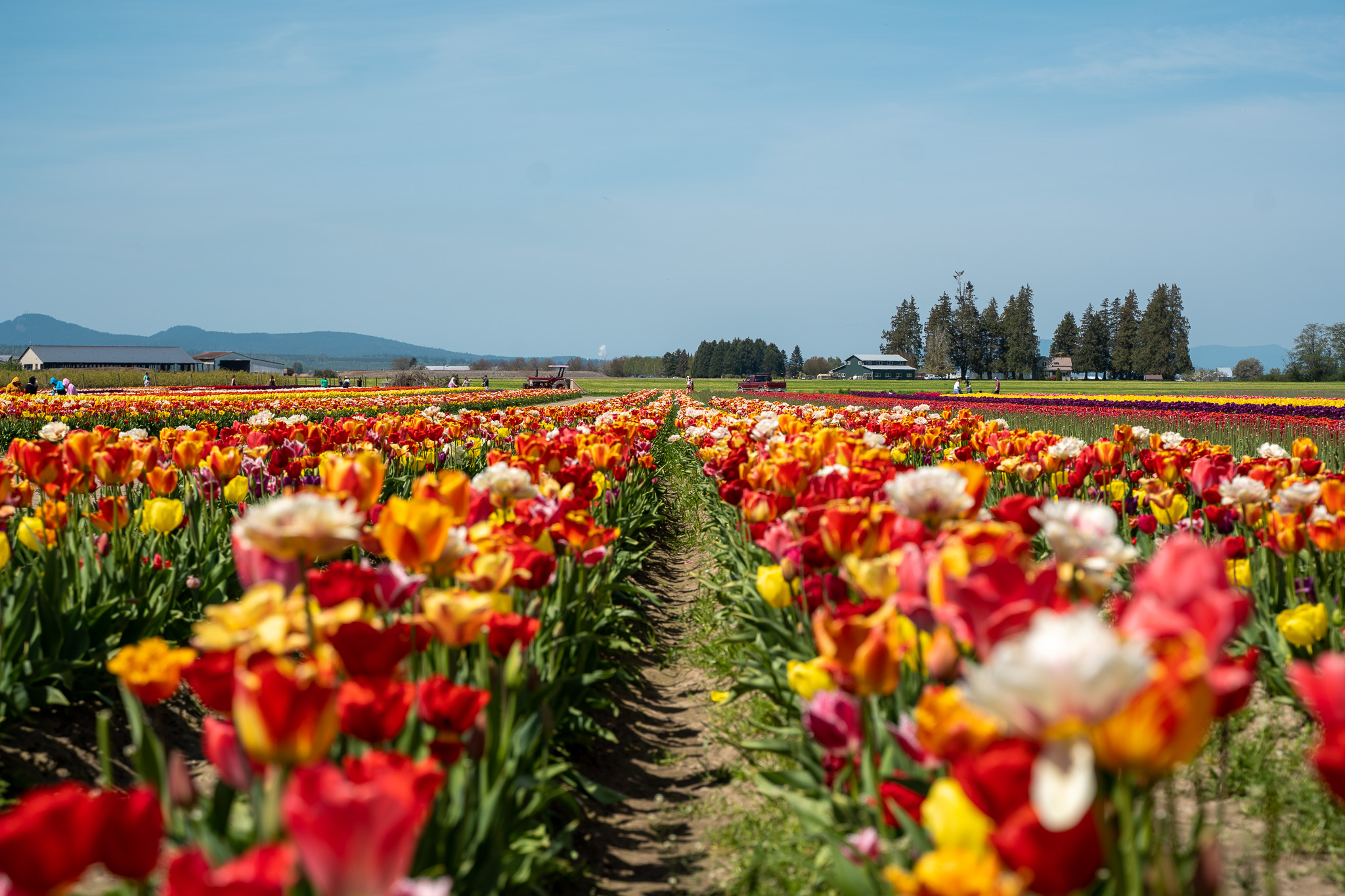 Rows of colorful tulips tulip town