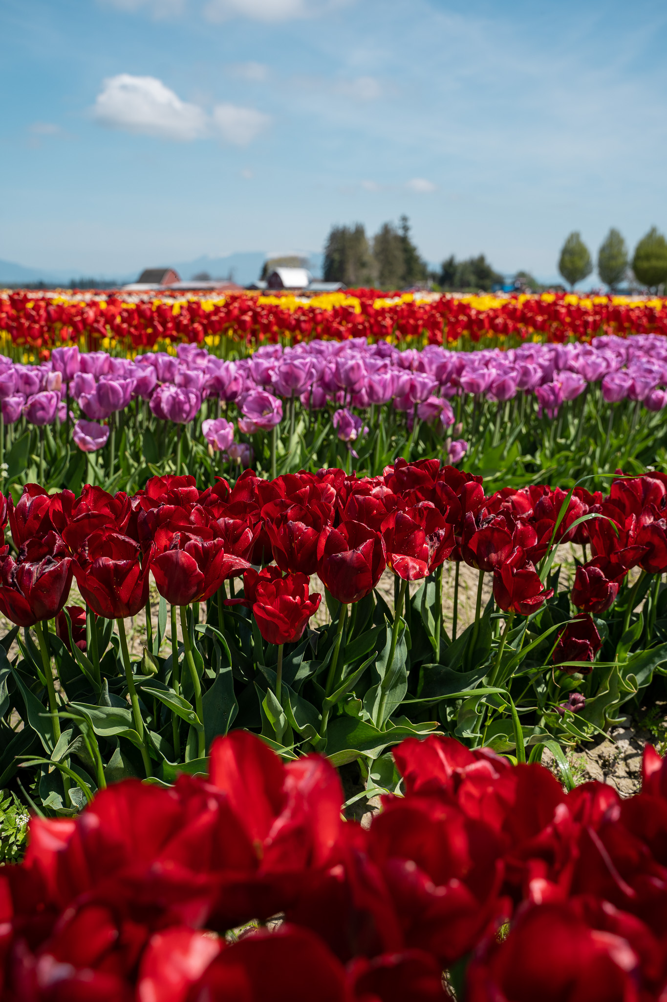 red purple tulips tulip town