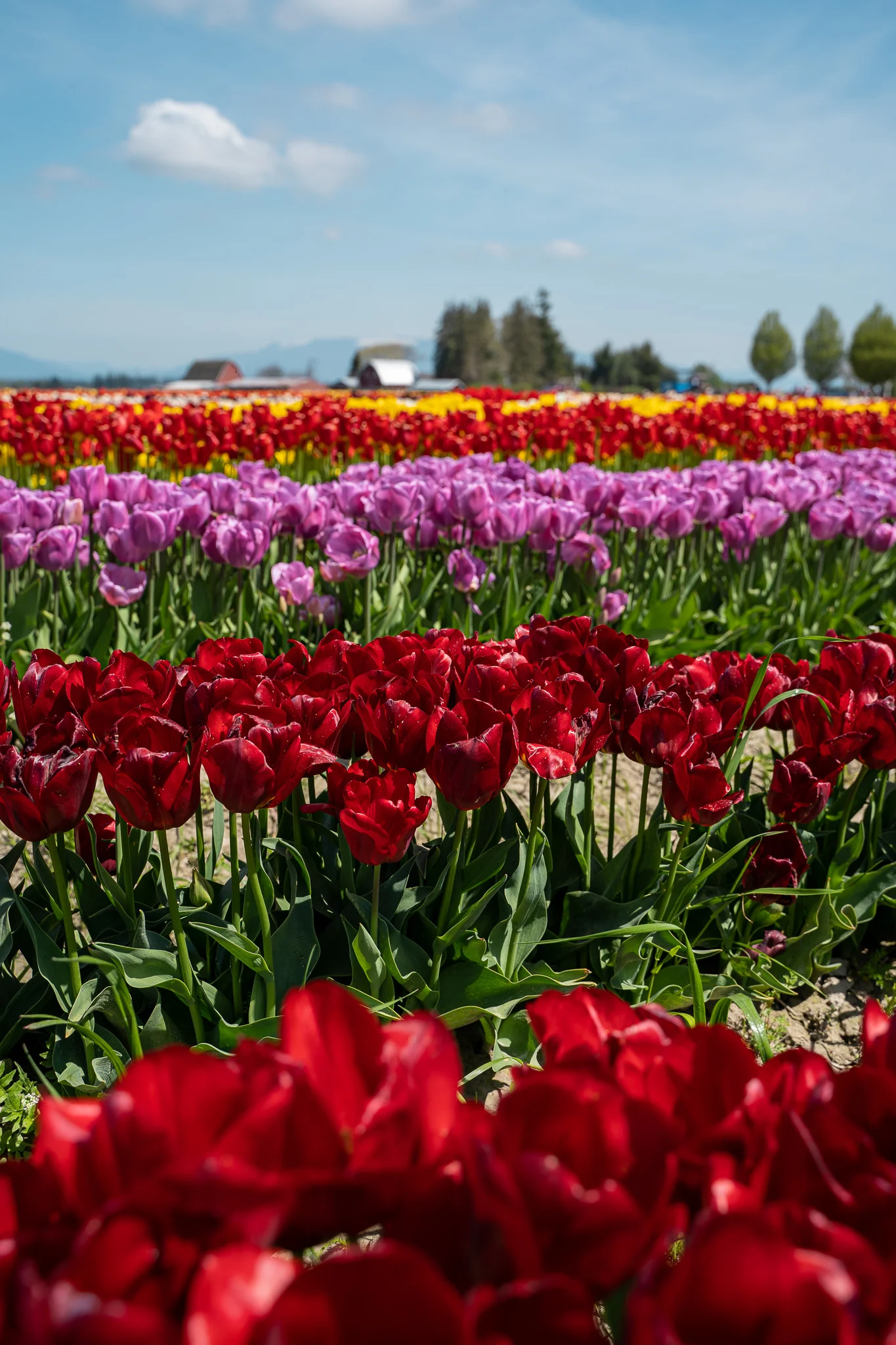 red purple tulips tulip town