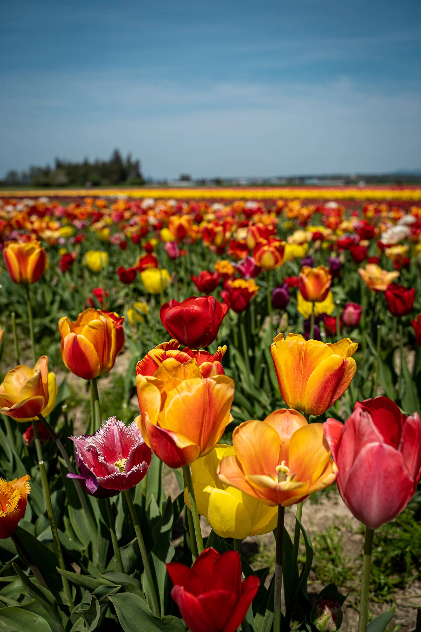 tulip town fields of tulips