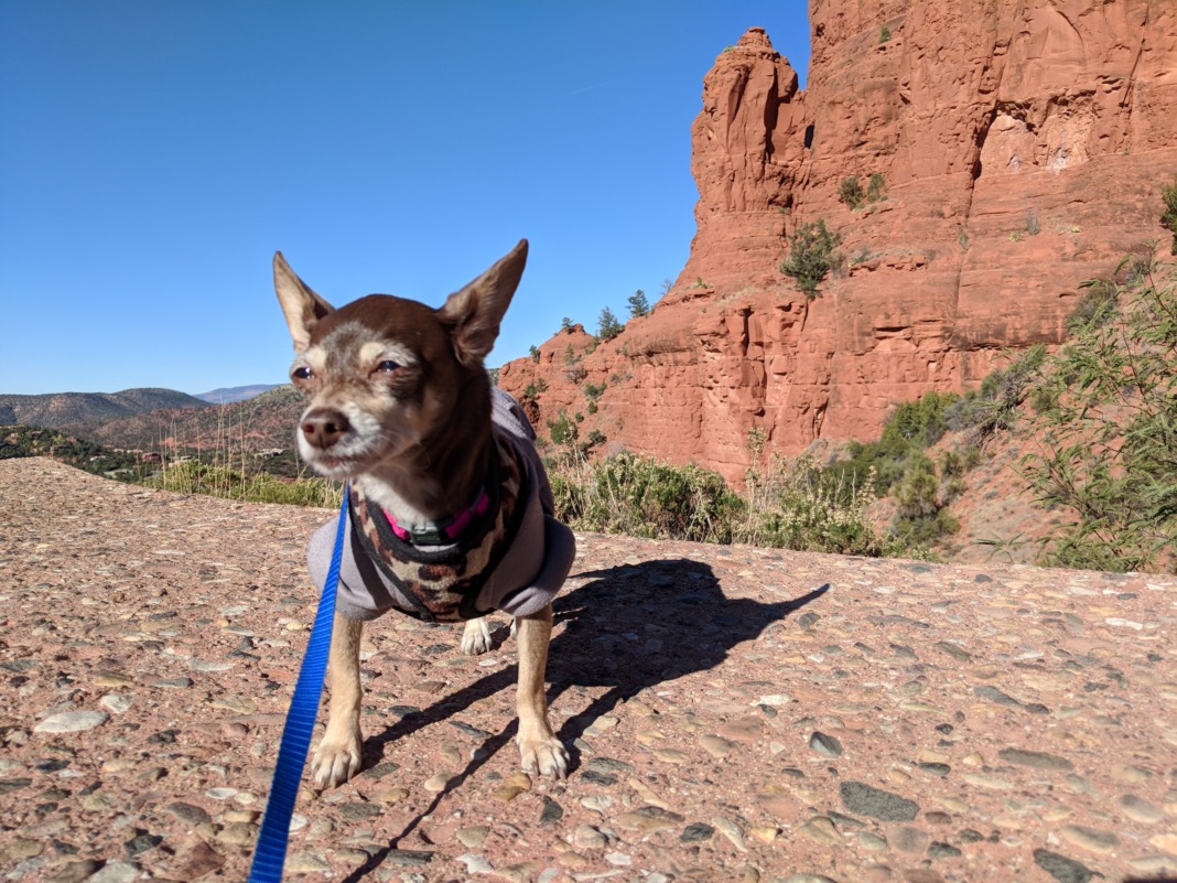Bebot the Chihuahua in Arizona Red Rocks