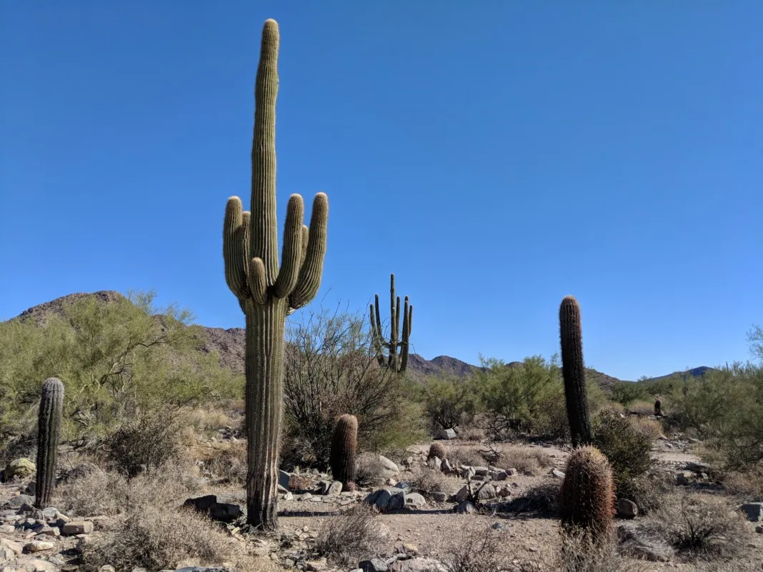 Arizona Weekend Getaway seguaro cactus on lost dog wash trail