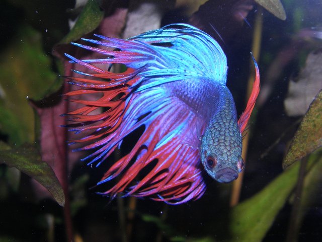 betta splendens fighting fish vietnam