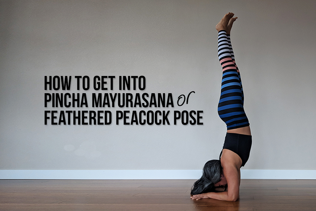 how to get into pincha mayurasana forearm stand yoga pose library schimiggy reviews