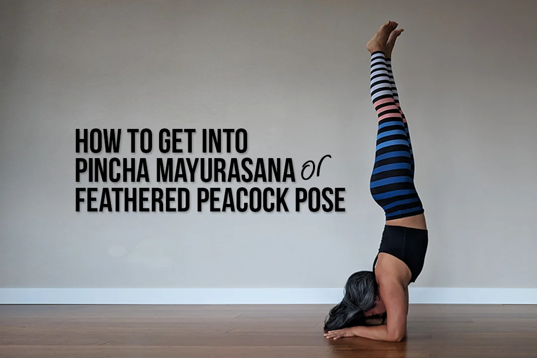 Feathered Peacock Pose Yoga (Pincha Mayurasana)