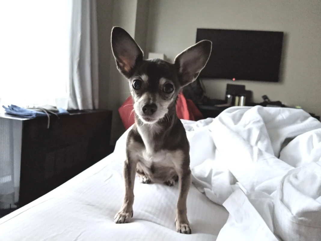 bebot chihuahua dog travel minpin in hotel nyc