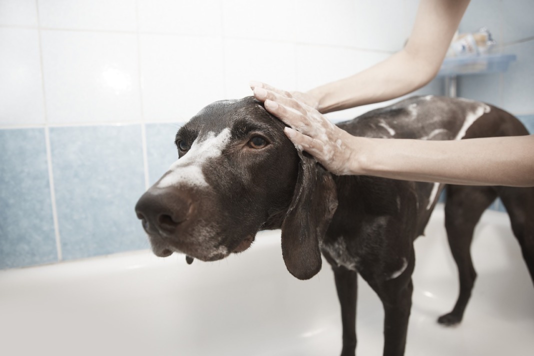 big dog takes bath in bathtubbig dog takes bath in bathtub