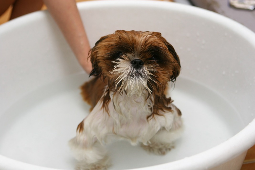 dog takes bath in bucket