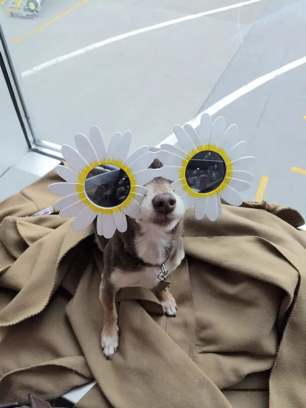 bebot dog travel in PDX airport portland