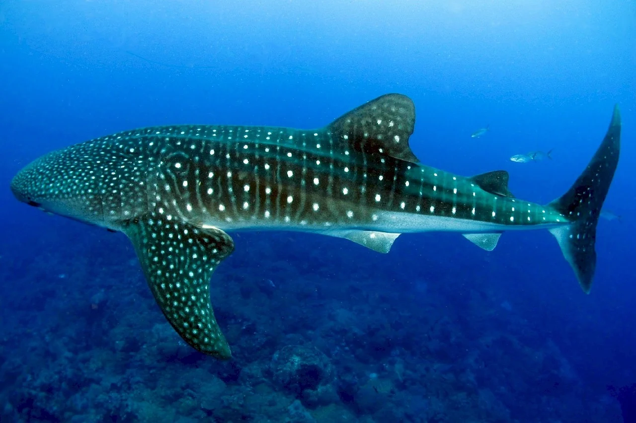 whale sharks in cancun