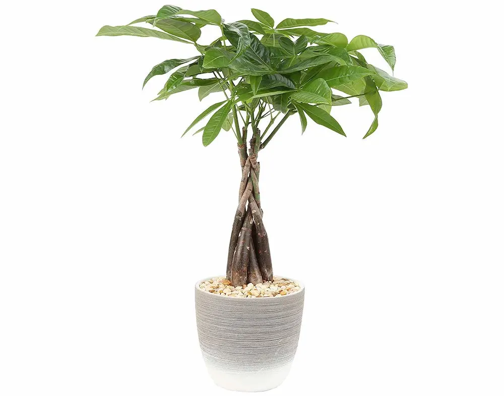 Money Tree Pachira Aquatica pet safe plant for home office