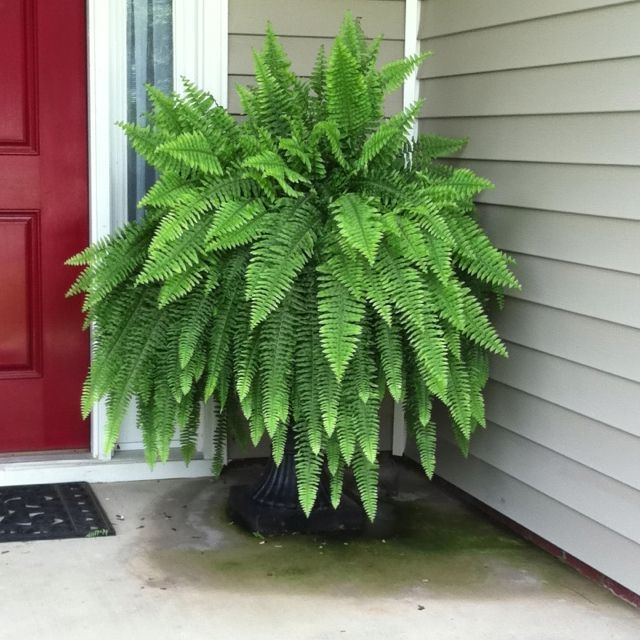 boston or sword fern pet safe plant