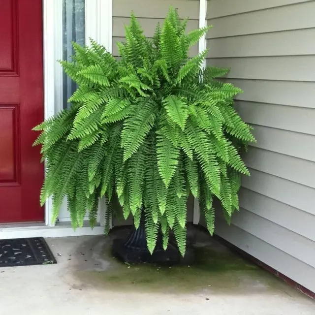 boston or sword fern pet safe plant
