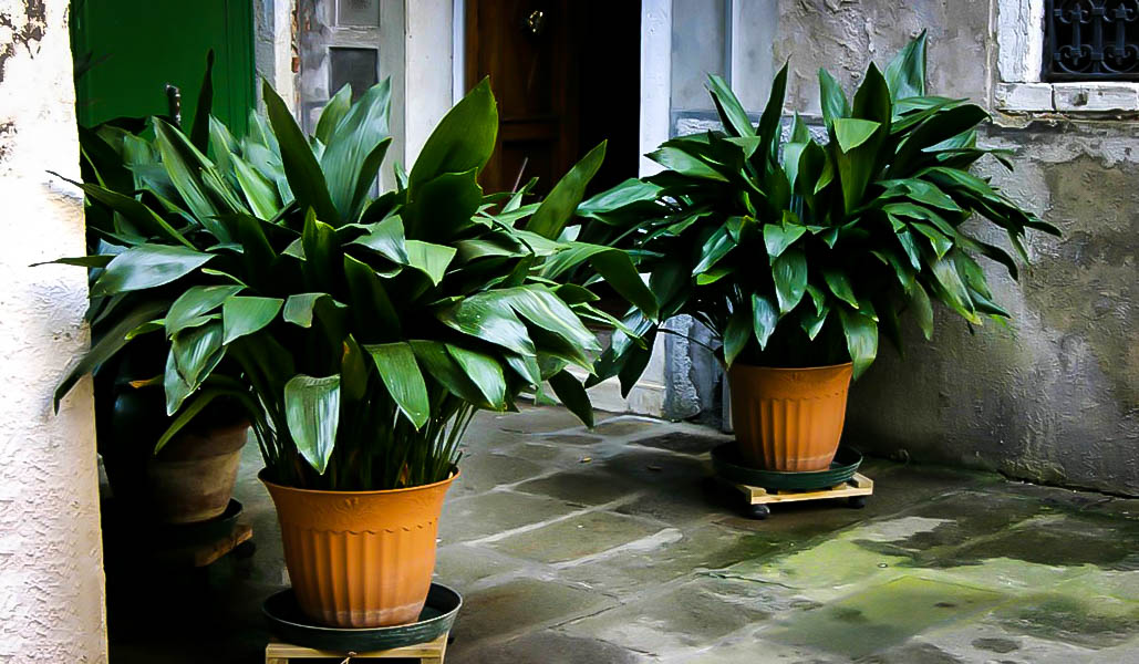 cast iron plant from the tree center Aspidistra elatior