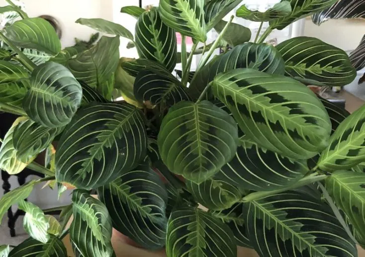 prayer plant maranta pet safe plants