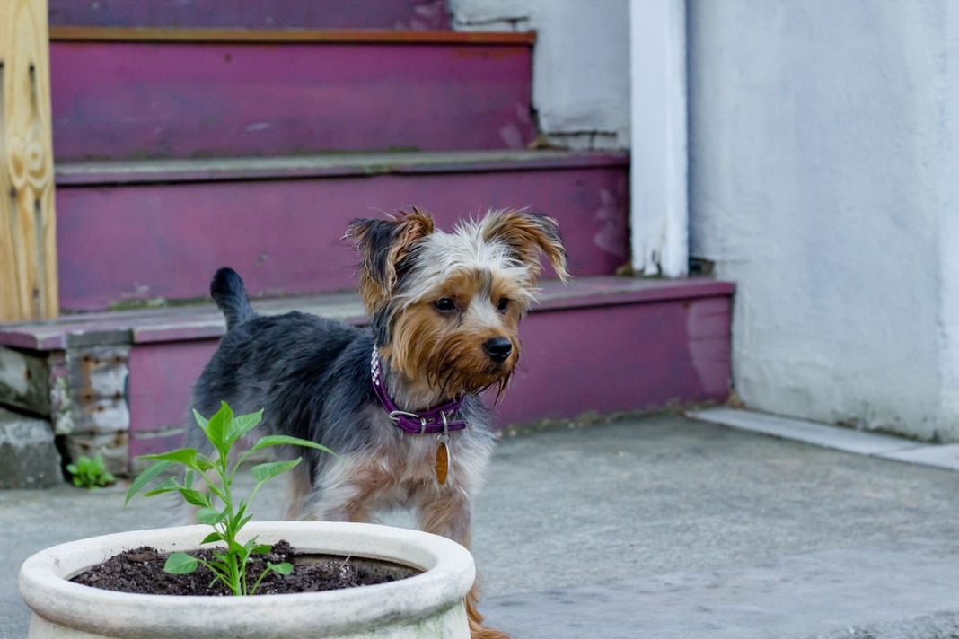 yorkshire terrier dog and house plant
