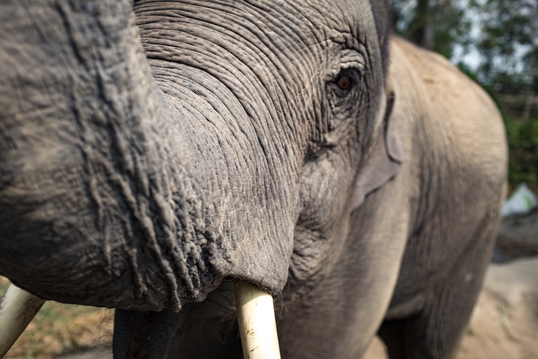 chiang mai elephant sanctuary