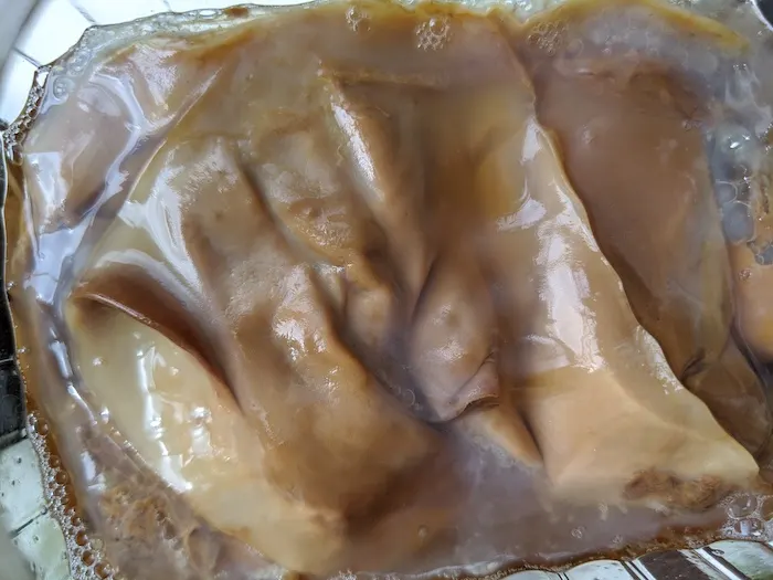 dirty kombucha scoby