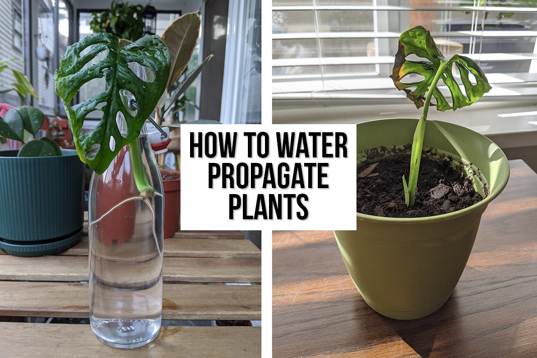 How Propagate Plants | Plant Water Propagation Guide