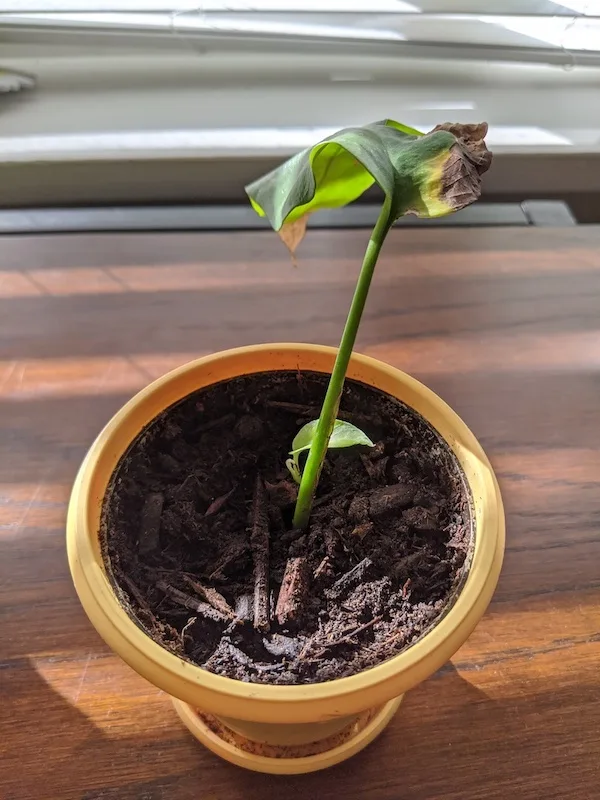 new growth post propagation Rhaphidophora Tetrasperma Mini Monstera