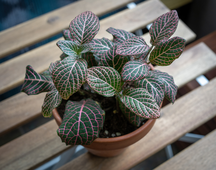 Fittonia albivenis nerve plant mosaic