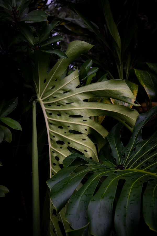 back of monstera deliciosa leaf from maui hawaii