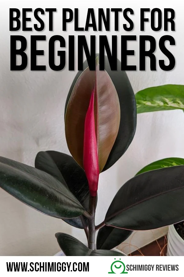 best indoor plants for beginners