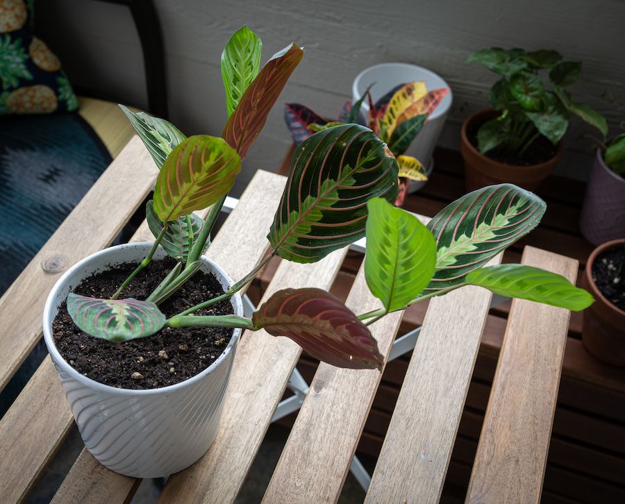 prayer plant Maranta leuconeura