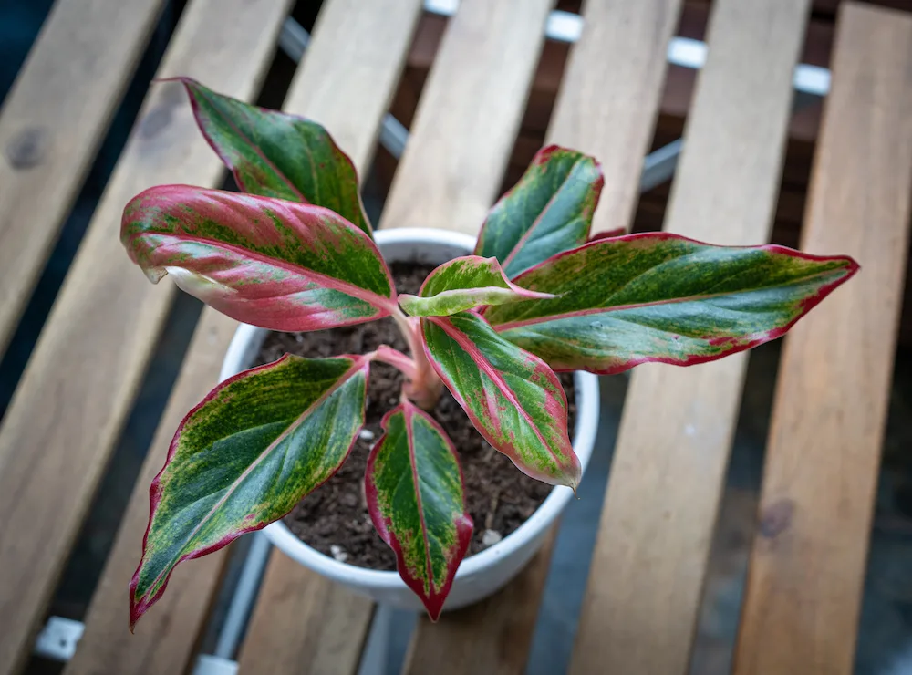 red aglaonema chinese evergreen plant