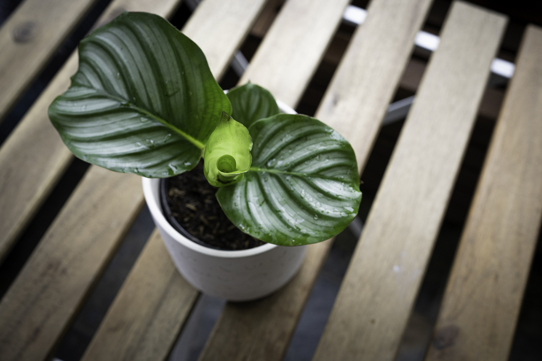 calathea orbifolia