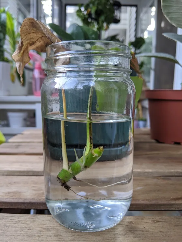 1 week propagation of Rhaphidophora Tetrasperma mini monstera