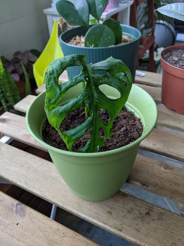 monstera adansonii propagation potted in planter