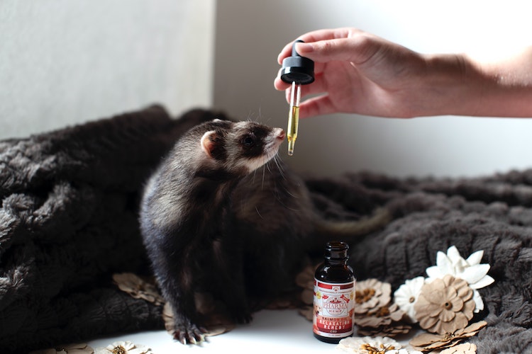 pet cbd for your ferret animal