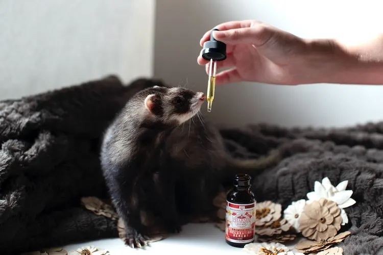 pet cbd for your ferret animal