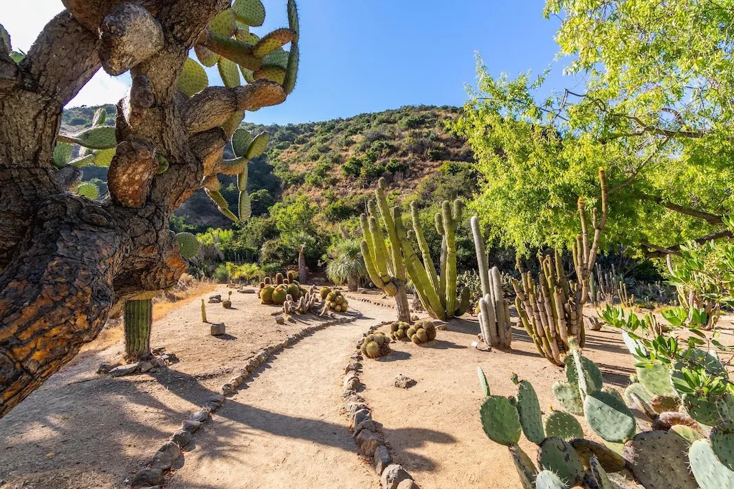 desert cactus scenery on catalina island