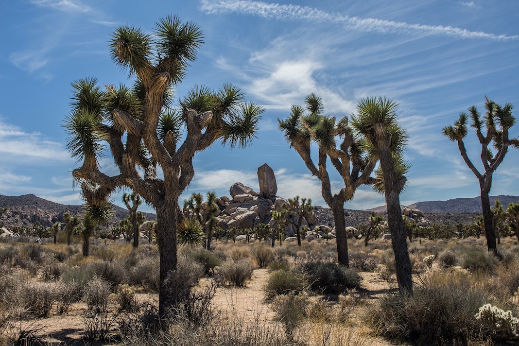 joshua tree national park landscape