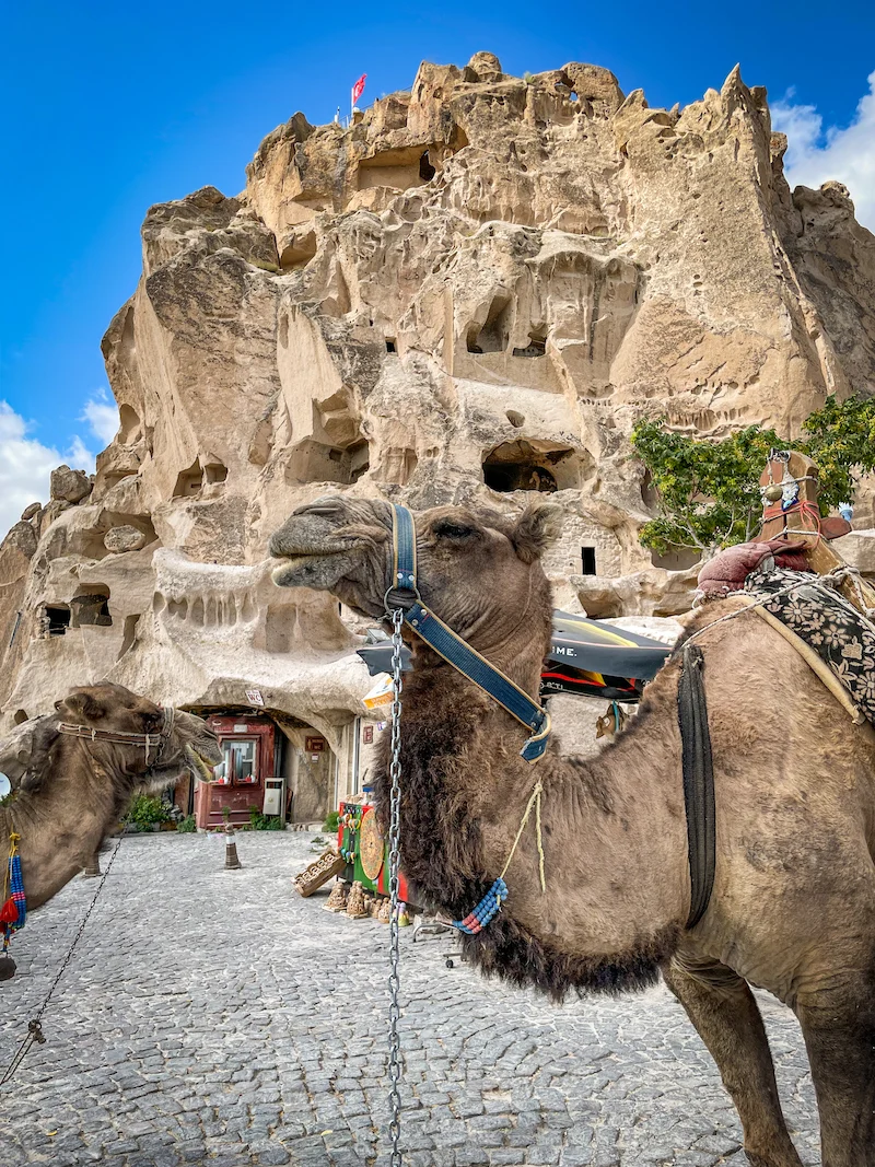Uchisar castle camels cappadocia