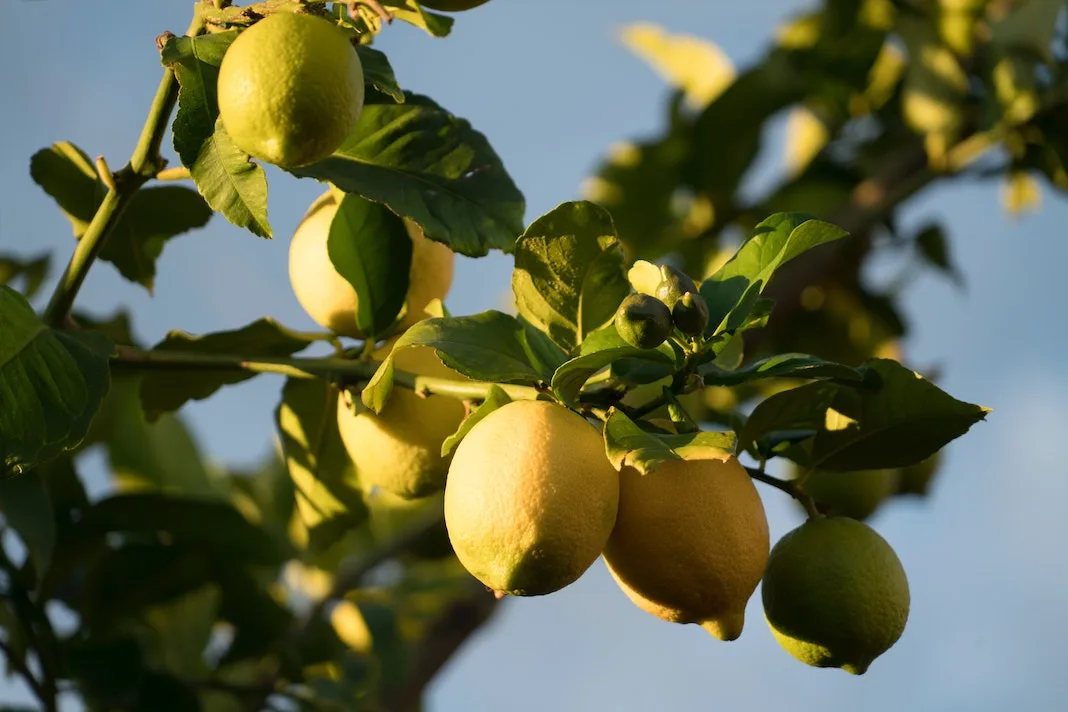 best lemon print dresses lemons on lemon tree