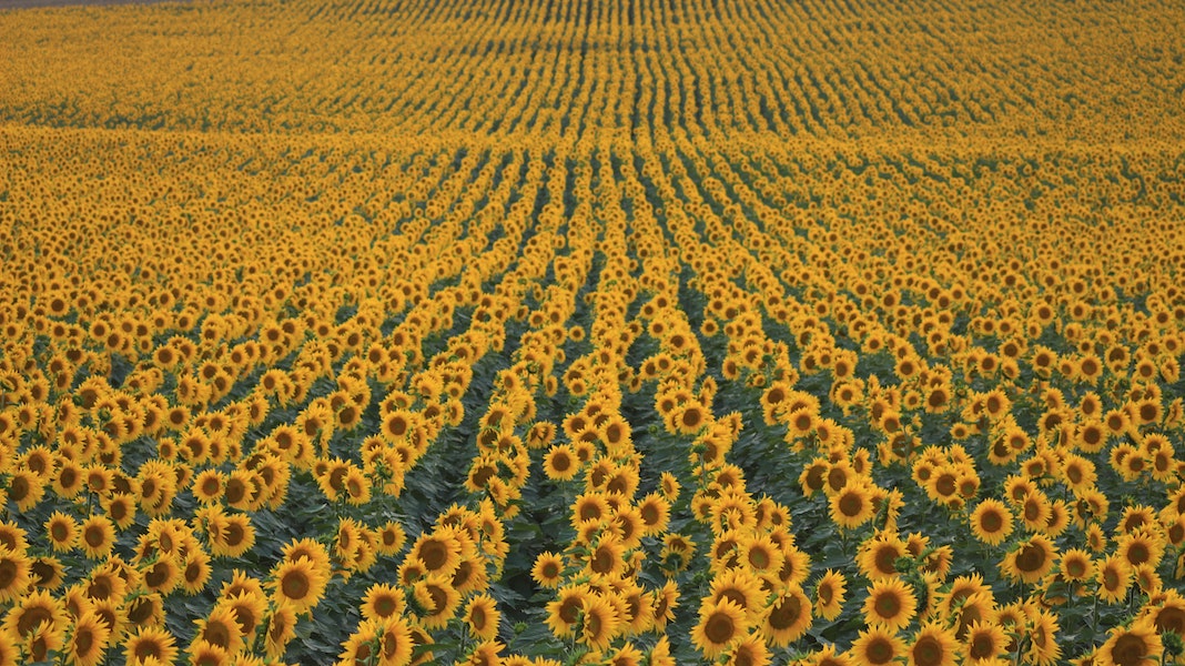 where to find sunflower fields