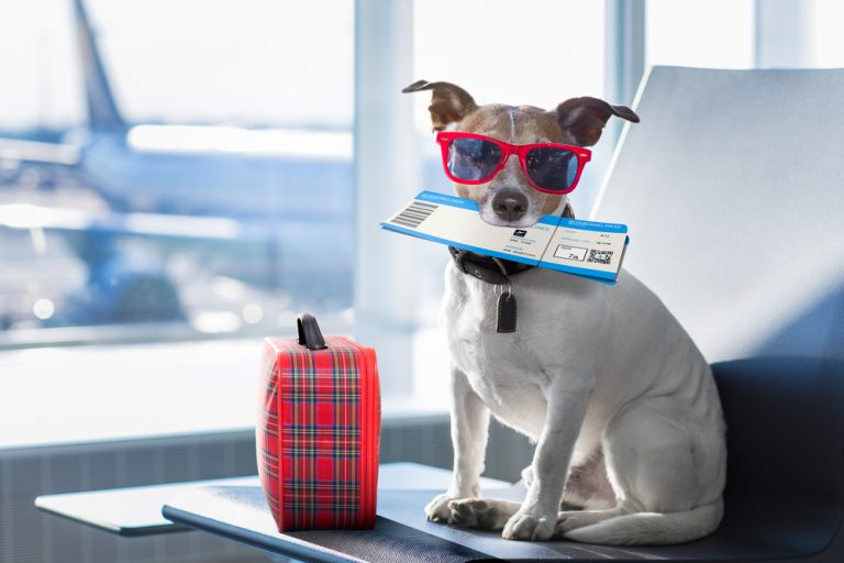 Most Pet Friendly Airlines from Around the World Schimiggy Reviews