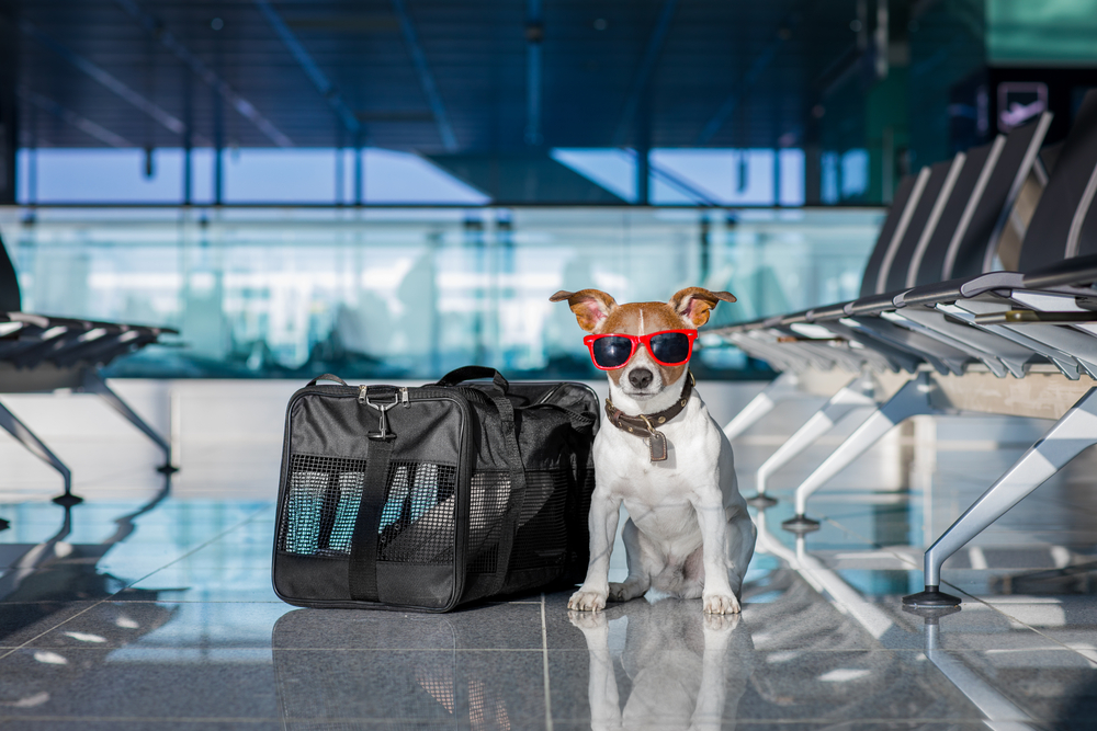 Most Pet Friendly Airlines from Around the World