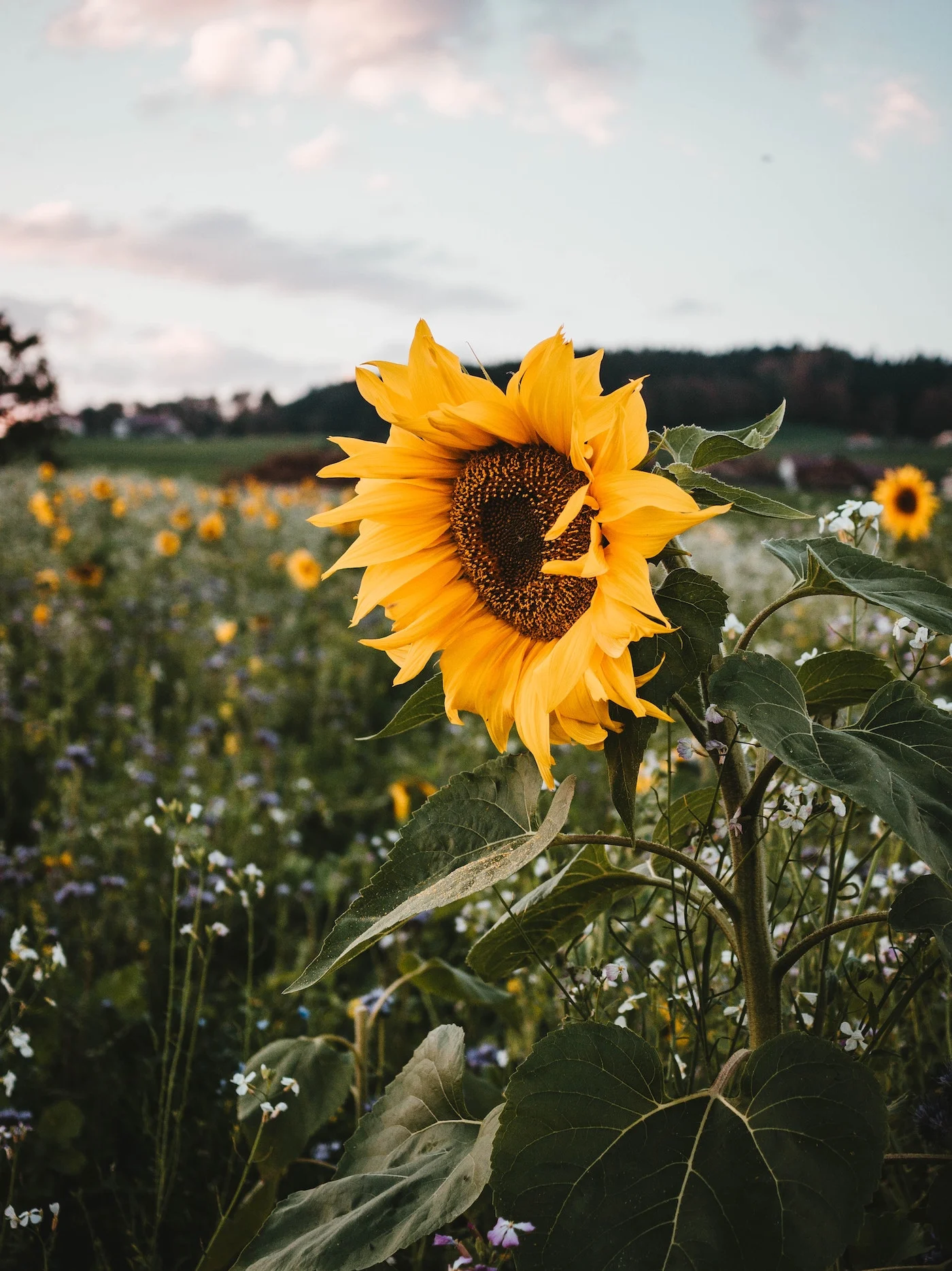 sunflower field